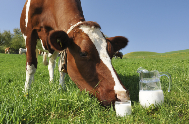 В Липецкой области с начала года уменьшилось поголовье скота и упало производство молока