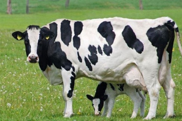 На липецкий молочный комплекс стоимостью 1,7 млрд рублей завезли последнюю партию коров из Дании