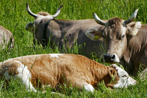 Объём производства продукции липецкими животноводами за полгода приблизился к 30 млрд рублям