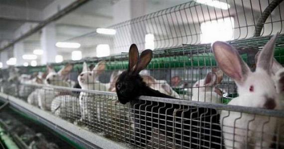 Компания «Липецкий кролик» собирается возвести кролиководческий комплекс за 400 млн рублей
