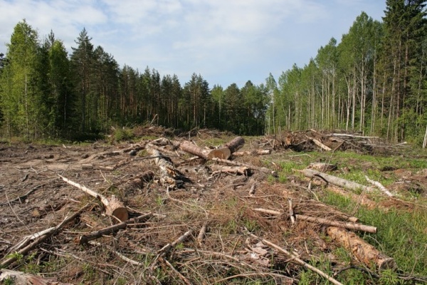 Уничтожение леса для липецкой компании «СвязьЭлектроСтрой» может обернуться уголовным делом
