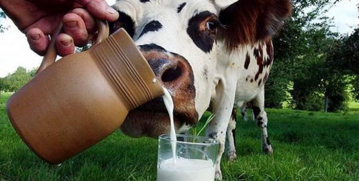 Липецкие животноводы реконструируют молочную ферму за счет областной субсидии
