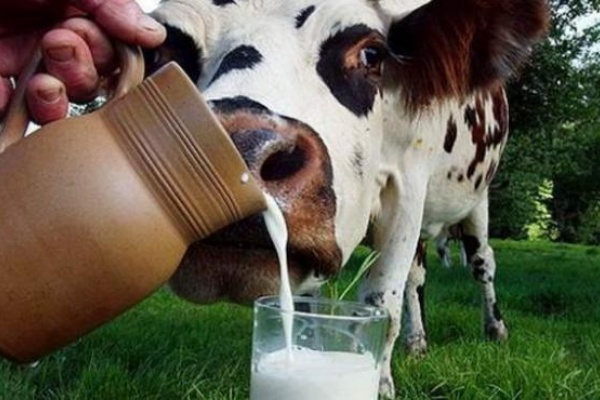 В Липецкой области агрофирма «Мокрое» вложит 860 млн рублей в молочный комплекс 