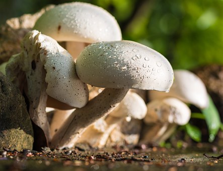 Липецкое «Черноземье» превращает свой грибной проект в мираж