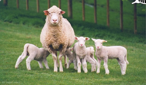 В Липецкой области хотят построить первый в регионе завод по переработке овчины