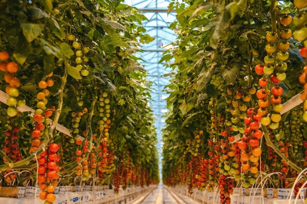 Проект подстанции липецкого производителя томатов «Овощи Черноземья» подорожал до 9 млрд рублей