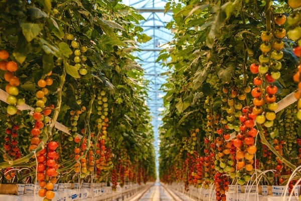 Липецкий производитель томатов пожаловался в суд на незаконные требования Росприроднадзора