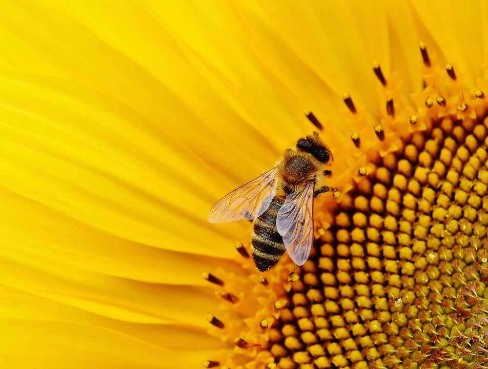 Компенсацию потерявшим пчёл липецким пасечникам увеличили на 1,2 млн рублей