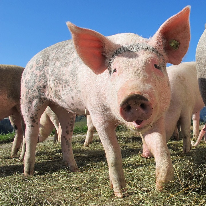 Крупнейшие в России производители свинины не смогли по правилам утилизировать в Липецкой области навоз и оштрафованы