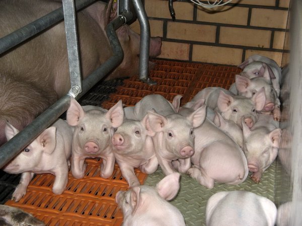 В Липецкой области банкротят крупную свиноводческую компанию