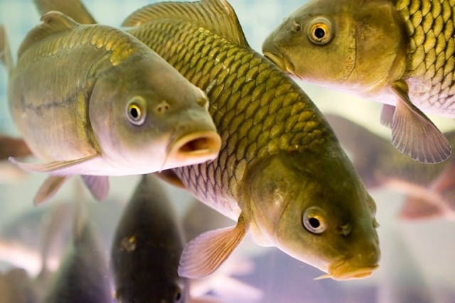 Липецкие рыбоводы в 2015 году намерены увеличить производство товарной рыбы