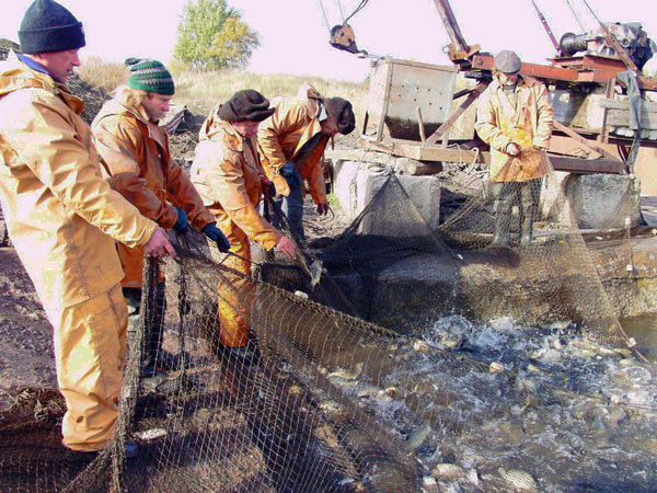 «Липецкрыбхоз» выпустит в Матырское водохранилище 30 тонн белого амура