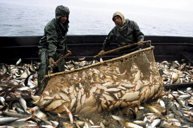 В 2015 году добыча рыбы в России может вырасти до 4,5 млн тонн
