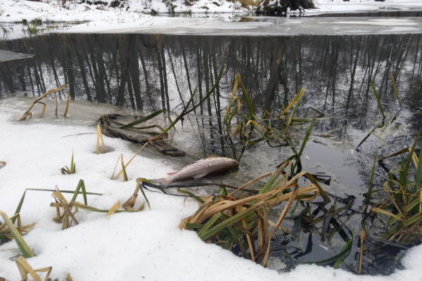 Липецкий СК инициировал доследственную проверку в связи с гибелью биоресурсов в реке Усманка