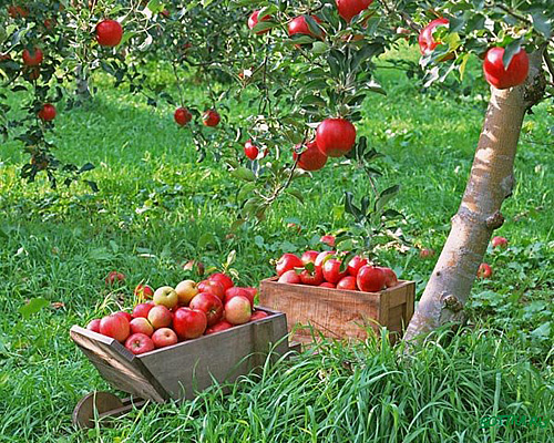 Липецкие садоводы расширят площадь садов и ягодников до 10 тыс. га