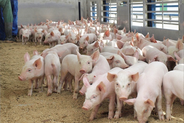 Группа «Черкизово» продолжает инвестировать в липецкие свинокомплексы