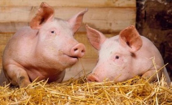 В Тамбовской области появится свинокомплекс за 2,8 млрд рублей