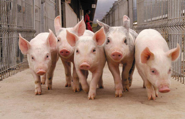 В России поголовье свиней выросло на 7,9%