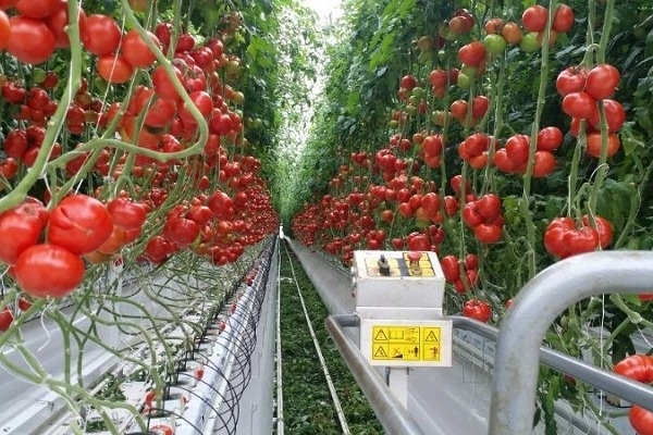ТК «Елецкие овощи» приступит к строительству еще одного тепличного комплекса в Липецкой области в начале лета