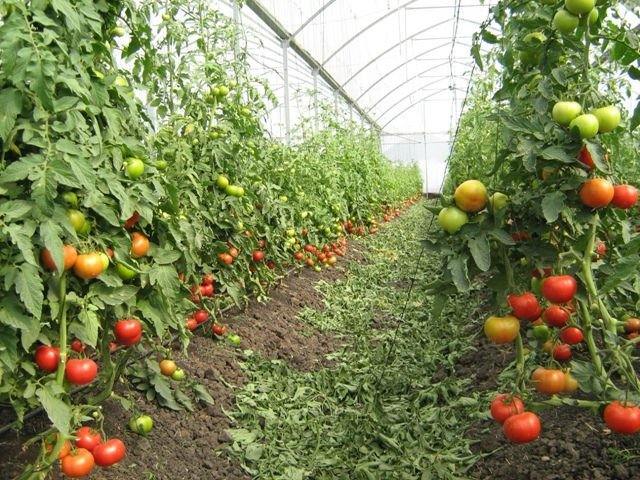 В Липецкой области «Елецкие овощи» начинают строительство первой очереди тепличного комплекса за 1,5 млрд рублей