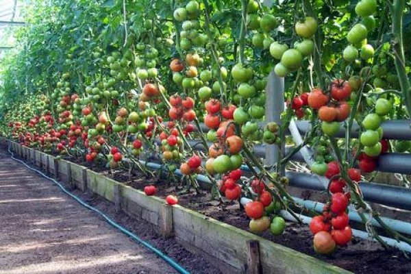 Липецкая «Овощи Черноземья» вырастит «дебютную» партию томатов на своем новом комплексе к Новому году