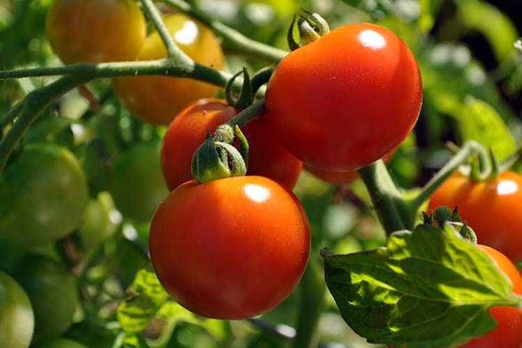 Компания «Долина овощей» вложит в расширение теплиц в Липецкой области 9 млрд рублей