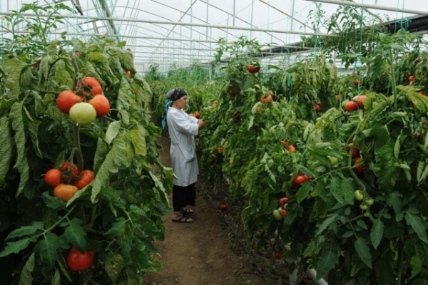 Компания «Овощи Черноземья» построит в Липецкой области тепличный комплекс за 24 млрд рублей в 2019 году