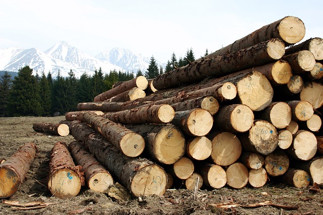 В Липецкой области возбудят уголовное дело за срубленный лес