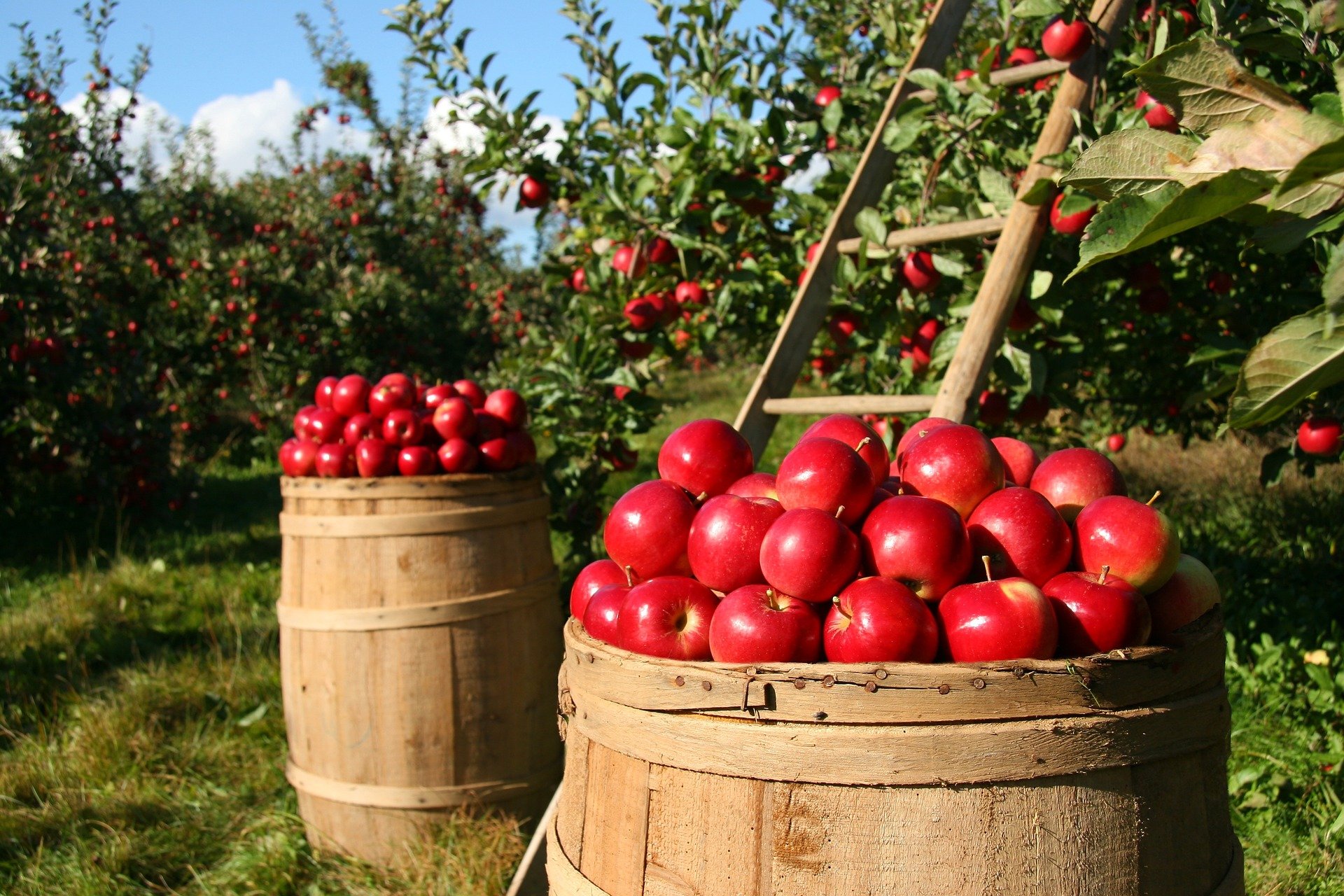 яблоки в саду фото