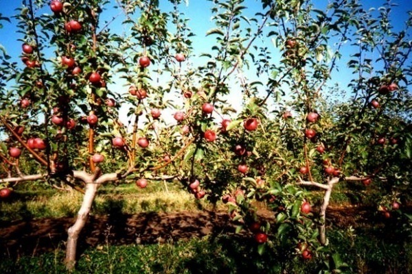 Французская линия по сортировке яблок обошлась липецкой «Агрофирме имени 15 лет Октября» в 2,5 млн евро