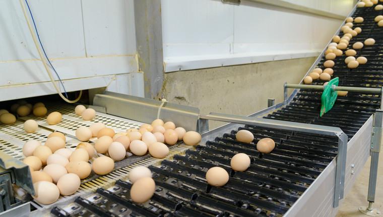 Вошедшая в состав «ЭКОПТИЦЫ» компания «Липецкптица» рассматривает возможность увеличить производство яиц на треть