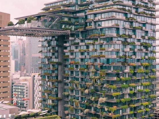 Липчане раскритиковали идею чиновников мэрии по вертикальному озеленению многоэтажек