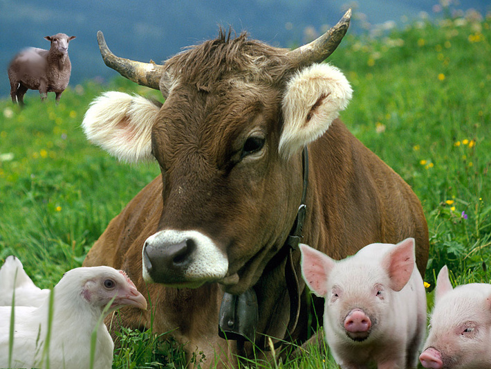 Липецкие власти хотят предложить фермерам перейти на альтернативное животноводство