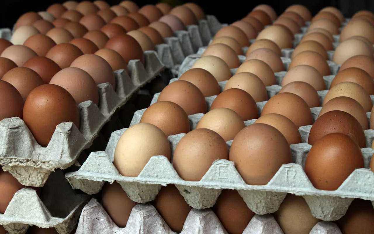 Откладывают большое количество яиц. Яйцо куриное. Куча яиц. Много куриных яиц. Яйца производители.
