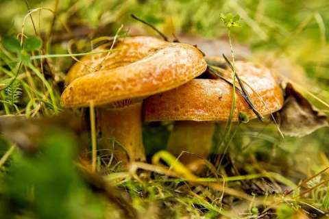 Экс-губернатор Липецкой области не думает о политике и сосредоточился на собирании грибов