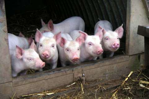 В Хлевенском районе мясокомбинат «Албиф» запустил линию по забою свиней 