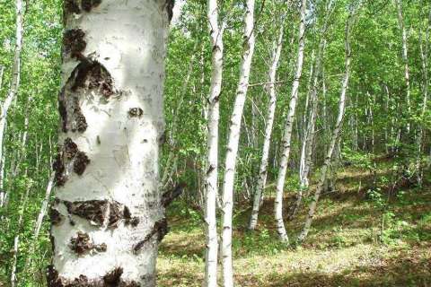 Порча липецких лесов может стоить компании «Радиант» 3,5 млн рублей