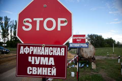 Ситуация с АЧС в Липецкой области осложнила ГК «Черкизово» получение разрешений на перевозку животных