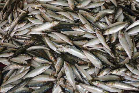 Россельхознадзор запретил ввозить в Липецкую область рыбные продукты от белорусского поставщика