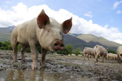 Губернатор поддерживает строительство свинокомплекса в Липецкой области с условием