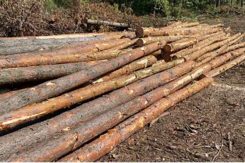 Липецкая общественность обеспокоена массовой вырубкой леса в посёлке Радужный