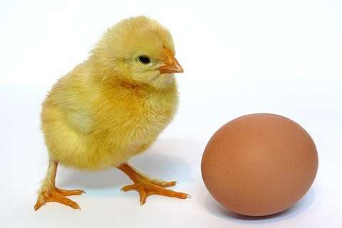 В Липецкой области построят птицефабрику для производства инкубационного яйца