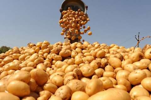 Липецкие власти поставили под сомнение строительство картофельного завода за 1,5 млрд рублей
