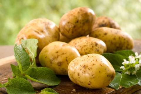 Липецкий завод ГК «Белая дача» сможет закупать у местных аграриев до 80 тонн картофеля