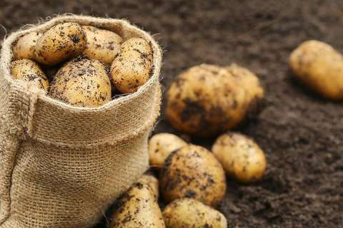 Подразделение ГК «ТРИО» в Липецкой области запустит современное картофелехранилище в 2017 году