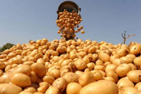 «Агро-Липецк» в 2016 году начнет строительство системы орошения для производства картофеля