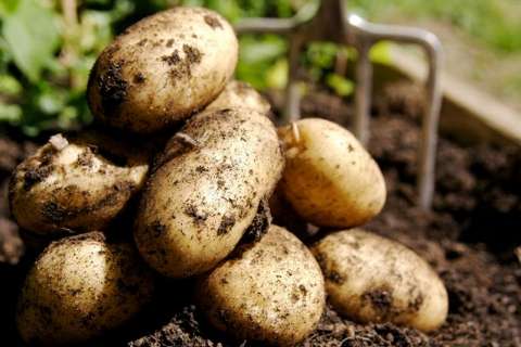 Липецкие власти к 2020 году намерены увеличить производство картофеля в два раз