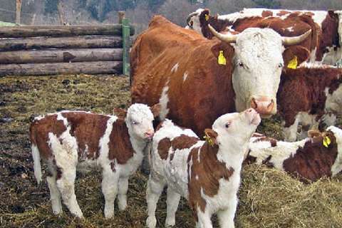 Липецкий сельхозкооператив «Мясной двор» намерен увеличить поголовье скота в 2,5 раза за счет кредитных средств