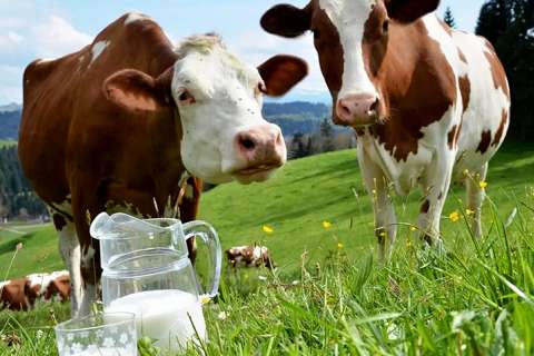 Липецкая «Экоптица» вложит 2,1 млрд рублей в строительство молочных ферм и сырного завода