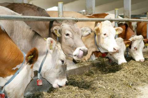 Объём производства мяса и молока в Липецкой области перевалил за 12 млрд рублей